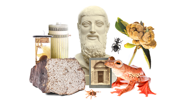 Mehrere Elemente sind nebeneinander abgebildet: eine Spinne, ein Frosch, eine Blüte, eine Ameise, eine griechische Statue, ein altes Brot, eine alte Postkarte mit einem alten Gebäude drauf und ein altes Reagenzglas.