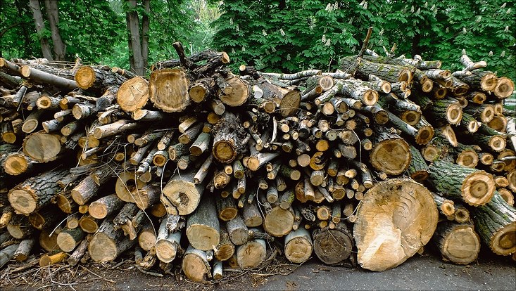 Holzstapel im Wald