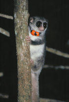 Westlicher Fettschwanzmaki mit Sender