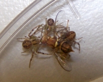 Jungspinnen der gruppenlebenden Krabbenspinne