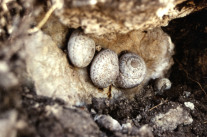 Levantina spiriplana