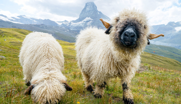 Zwei Schafe grasen auf einer Wiesw vor einer Berglandschaft.