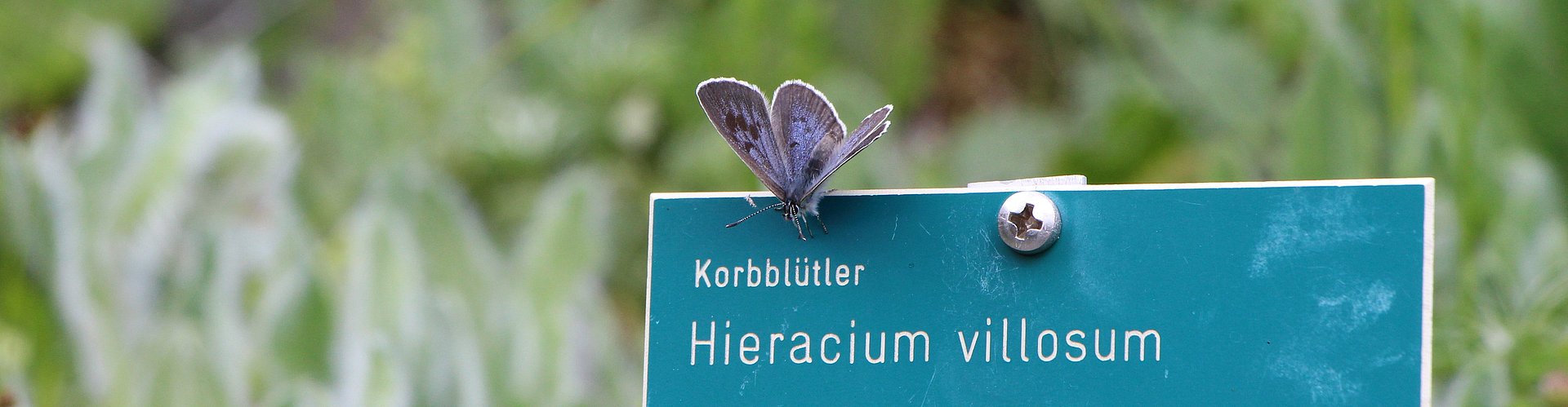 Biodiversität trifft Bildung.