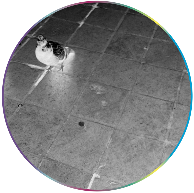 Taube steht auf gefliestem Boden mit quadratischen Fliesen, Aufnahme in schwarz-weiß und rundem Bildausschnitt.