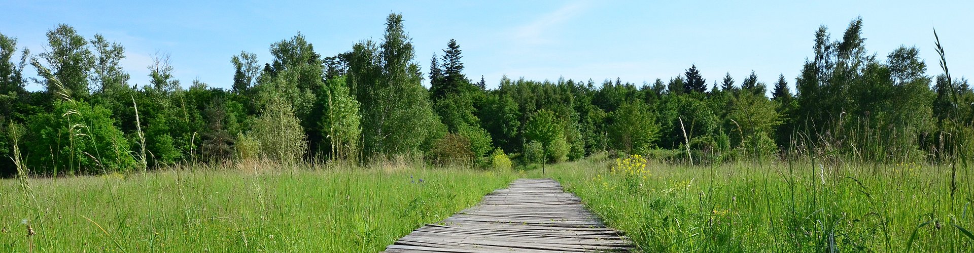 Auf dem Bild sieht man einen Holzsteg, der durch eine hohe Wiese führt.